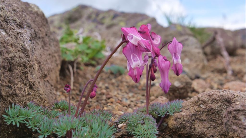 JG☆☆☆☆☆8K HDR Hokkaido,Daisetsuzan Akadake,Alpine Flowers 北海道 大雪山 赤岳 絶景花盛り 駒草,ウルップソウ,長之助草,ウスバキチョウなど