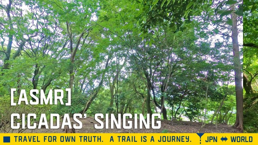 [ASMR/作業用BGM]セミの鳴き声