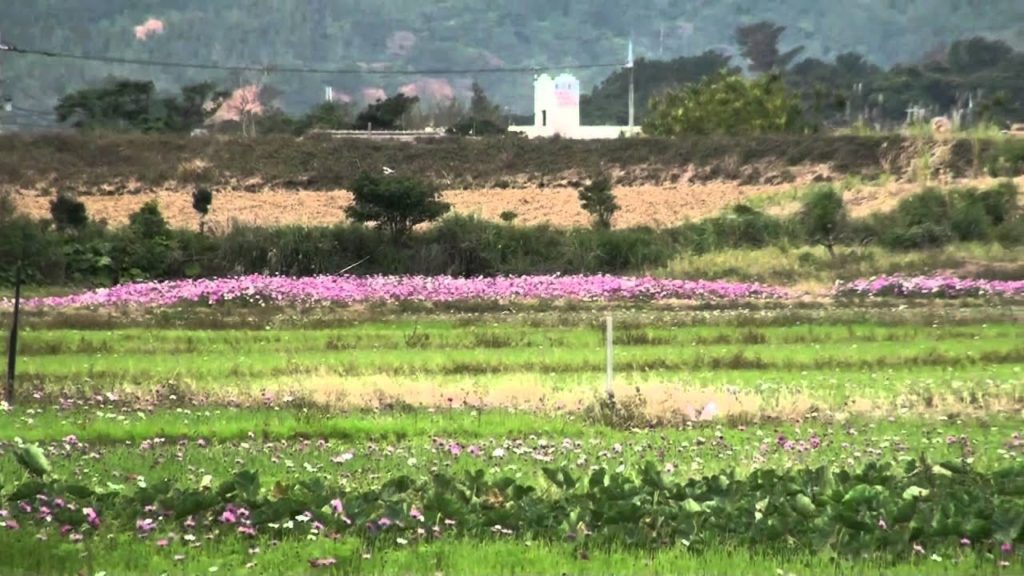 Cosmos blossoming before rice is planted on the paddies