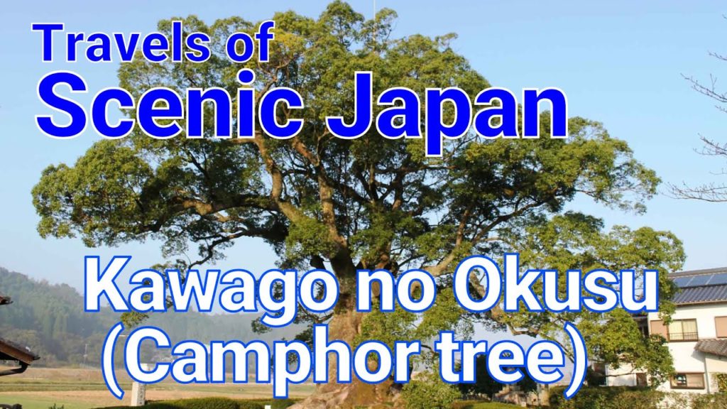 【旅エイター ★ 2088】Kawago no Okusu (Camphor tree)  [Travels of Scenic Japan by Tabiator]