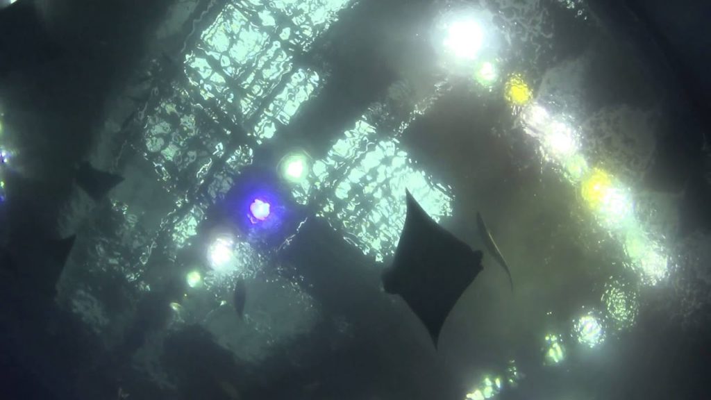 Trip to Okinawa Churaumi Aquarium