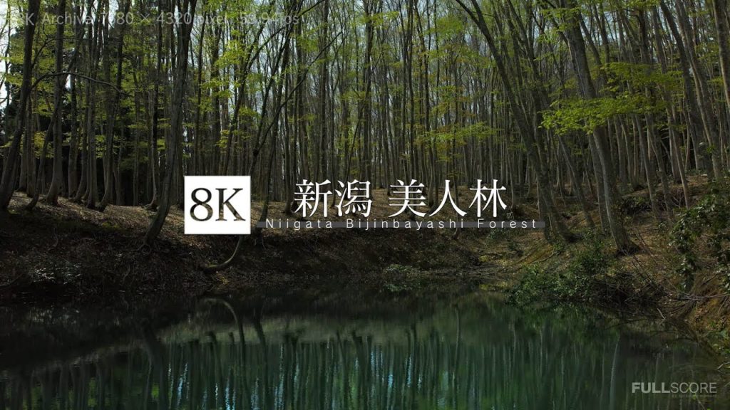 [8K footage] Niigata Bijinbayashi Forest【新潟 美人林_8K】