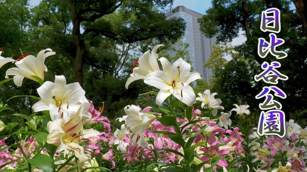 TOKYO. The metropolis of Tokyo is filled with the smell of lilies. #4K #日比谷公園