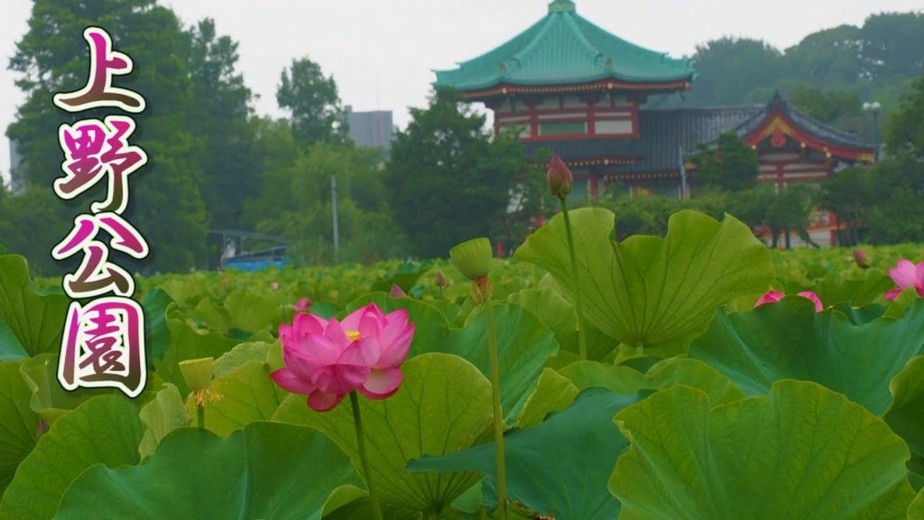 TOKYO. Lotus flowers blossom in the peaceful morning at Ueno Park. #4K #上野公園