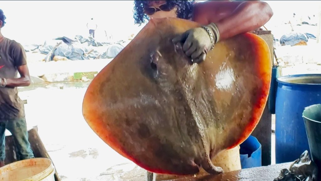Cutting RayFish  | Fish Cutting Skills
