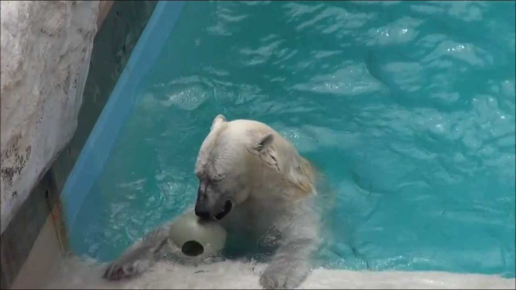 Kurumi's solo playing in the water, at Oga Aquarium, Akita Pref  Japan