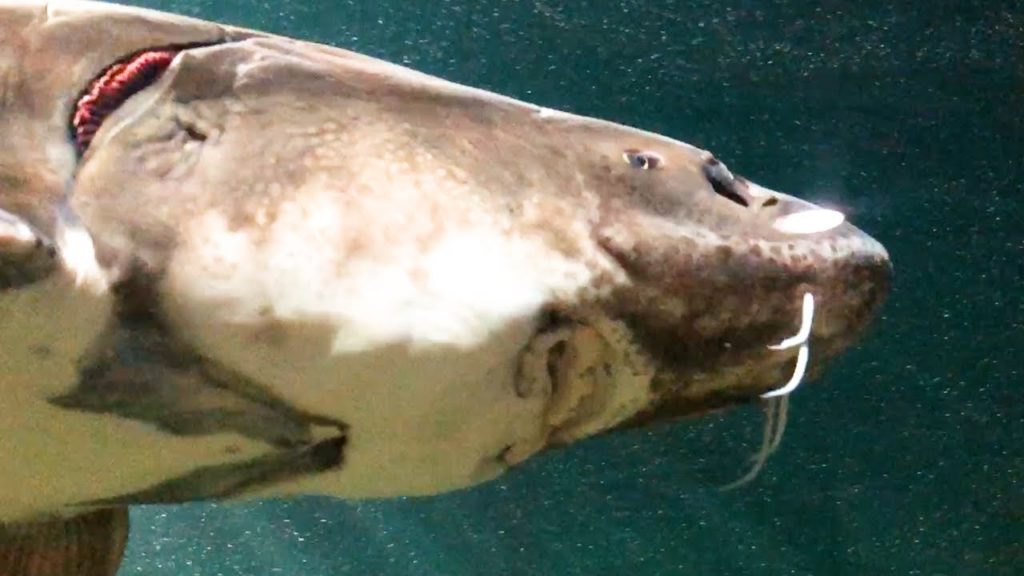 【でかすぎ】巨大チョウザメ in 小樽水族館【心の癒し】
