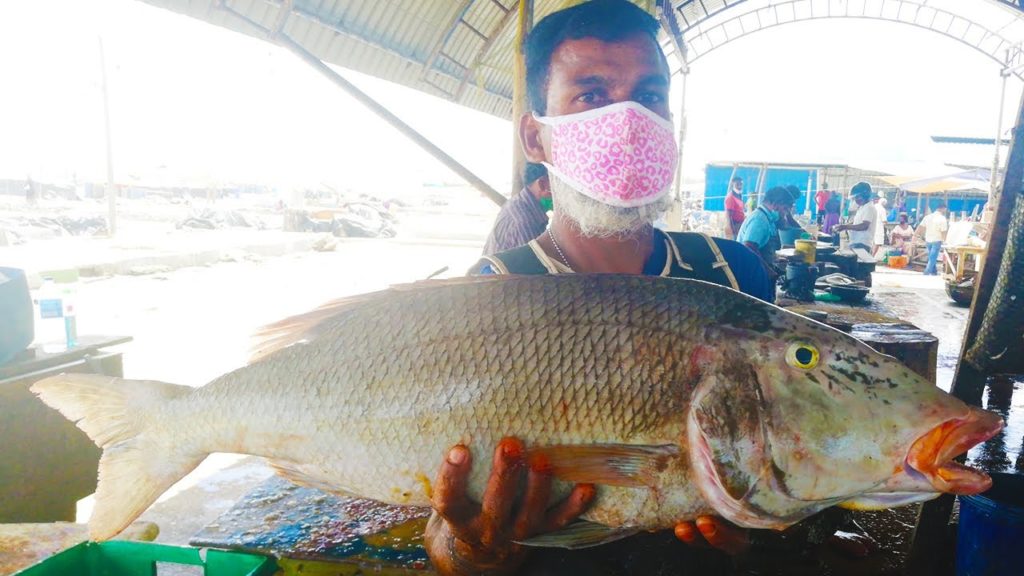 Filleting Sweetlip Emperor | Fish Cutting Skills