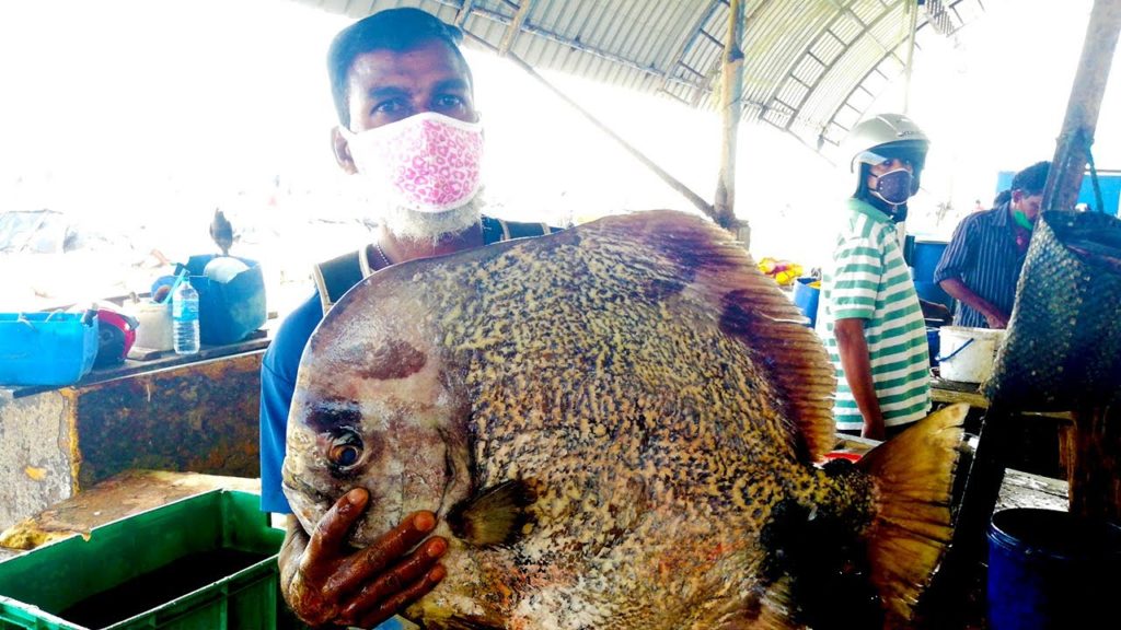 Bat Fish Cutting | Fish Cutting Sri lanka