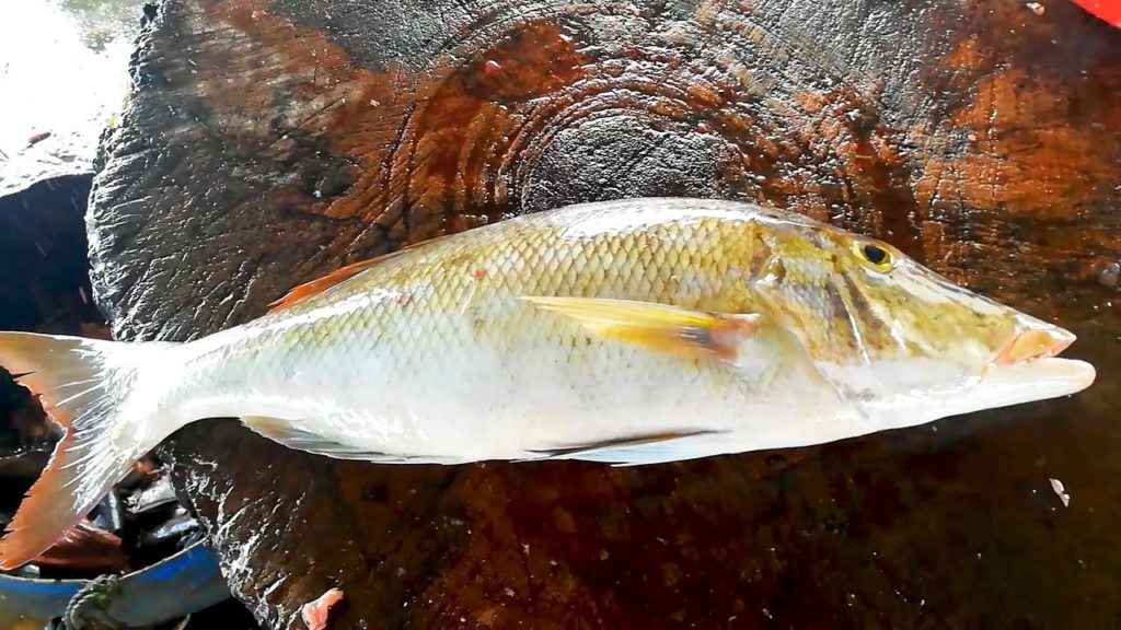 Sweetlip Emperor | Fish Cutting Skills