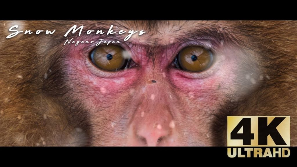 Japan's hot spring snow monkeys of Jigokudani, Nagano