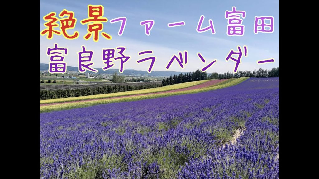 #vlog #Hokkaido #Furano #Lavender #FarmTomita #北海道 #富良野 #ラベンダー #ファーム富田 ファーム富田のラベンダー畑は絶景!【2020年7月】