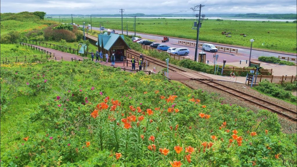 JG☆☆☆☆☆8K HDR Hokkaido,Koshimizu Wild Flower Reserve,(Flowers,Birds,Rail) 北海道 小清水原生花園 花,鳥,鉄道 のどかな風景