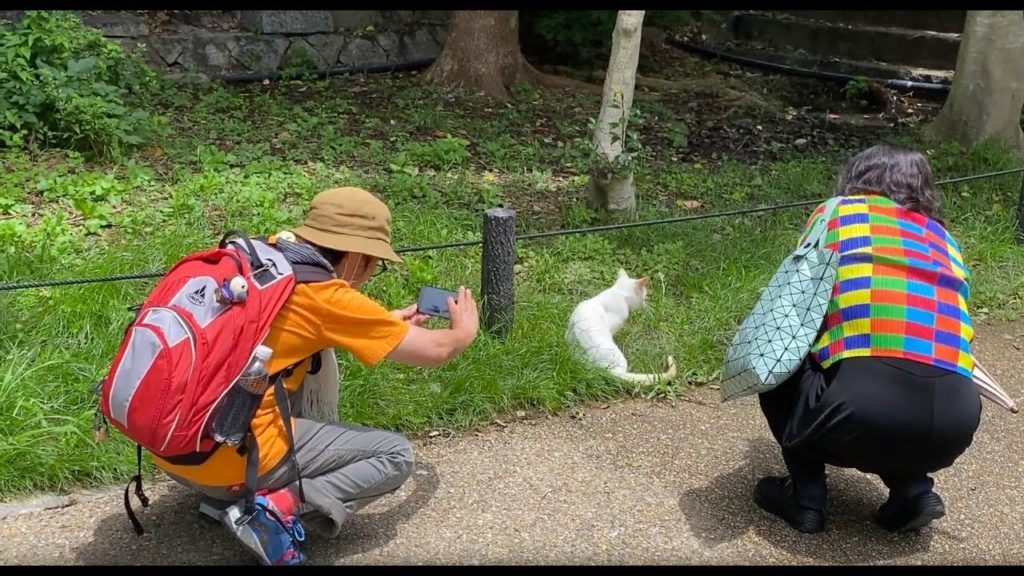 ディープ大阪で地域猫をカメラでハンティング　Hunting for community cats in Deep Osaka