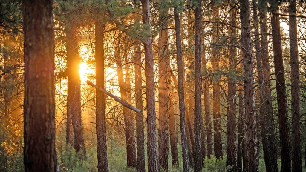 Leveraging Strategic Partnerships for Inclusion and Equity