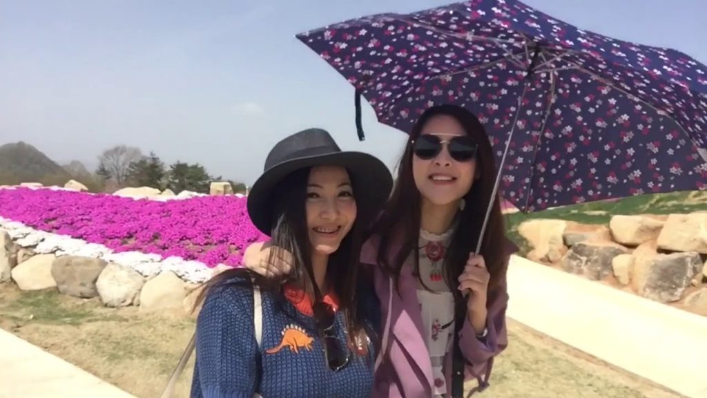 Shibazakura & Miyajima⛩..Hiroshima 🇯🇵..April 2018