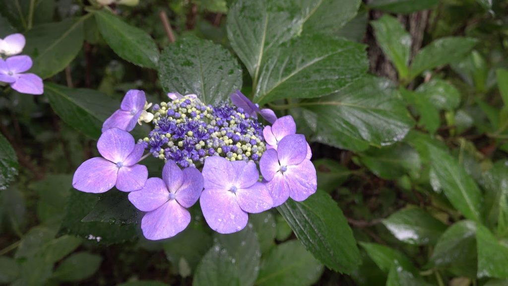 ［4k］Lane of a rainy hydrangea　Search     ( Nagano Prefecture Ueda City  zennzannji)
