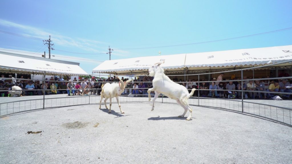 Goat Wrestling on Sesoko Island, Okinawa, Japan