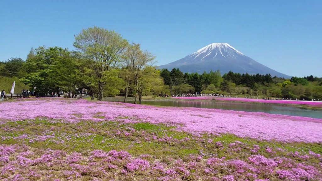 [MY TRIP] ASIA 2016. Welcome to Fuji Shibazakura Festival at Mount Fuji - Japan