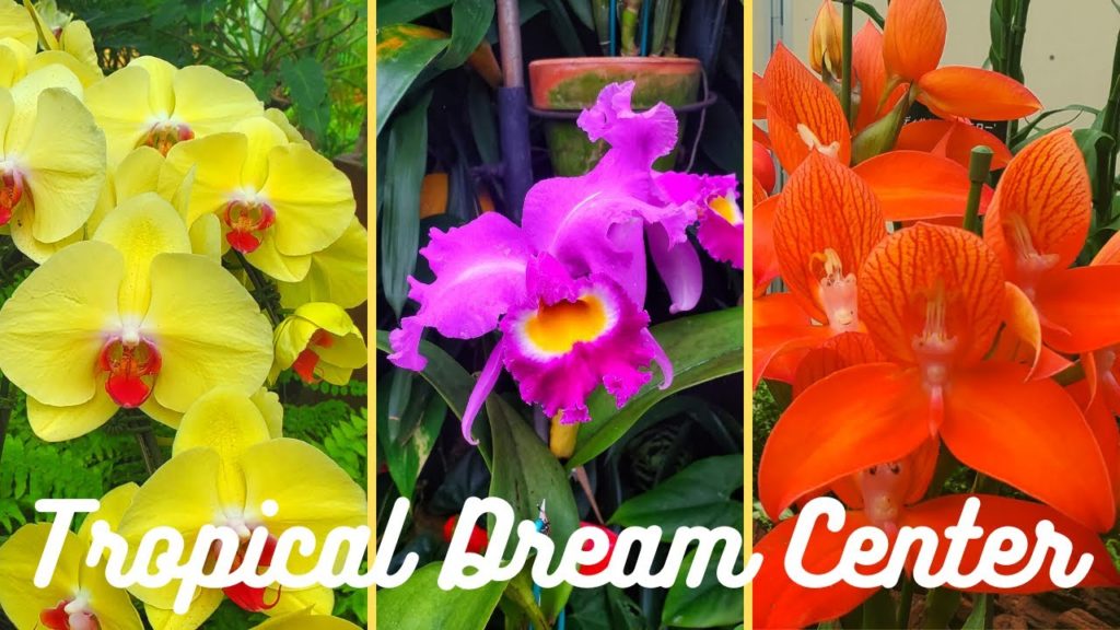 Tropical Dream Center