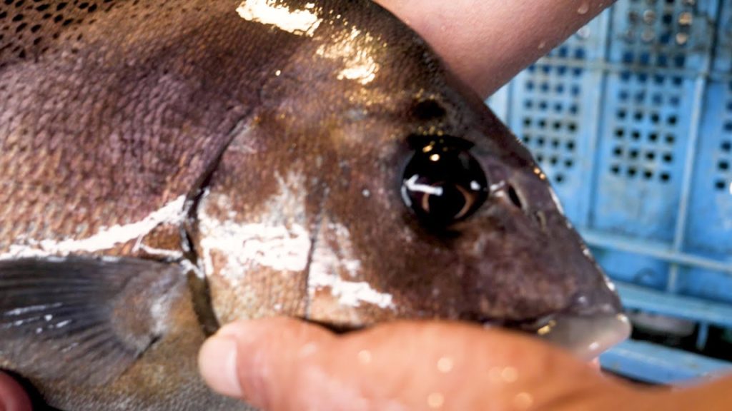 Most Exciting Japanease Fishing Bar: ZAUO - Seafood in Tokyo