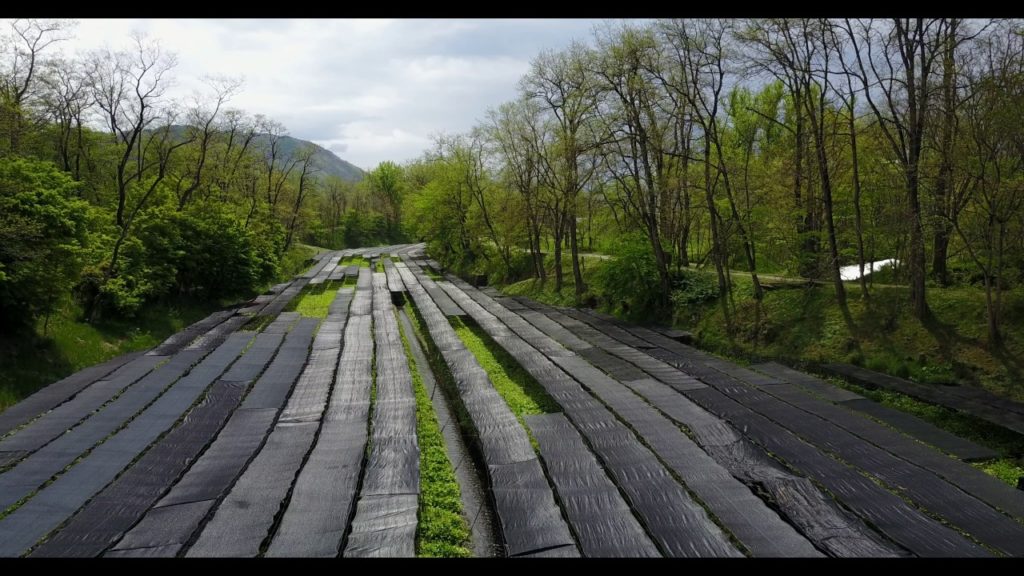 Wasabi da in Nagano, Japan