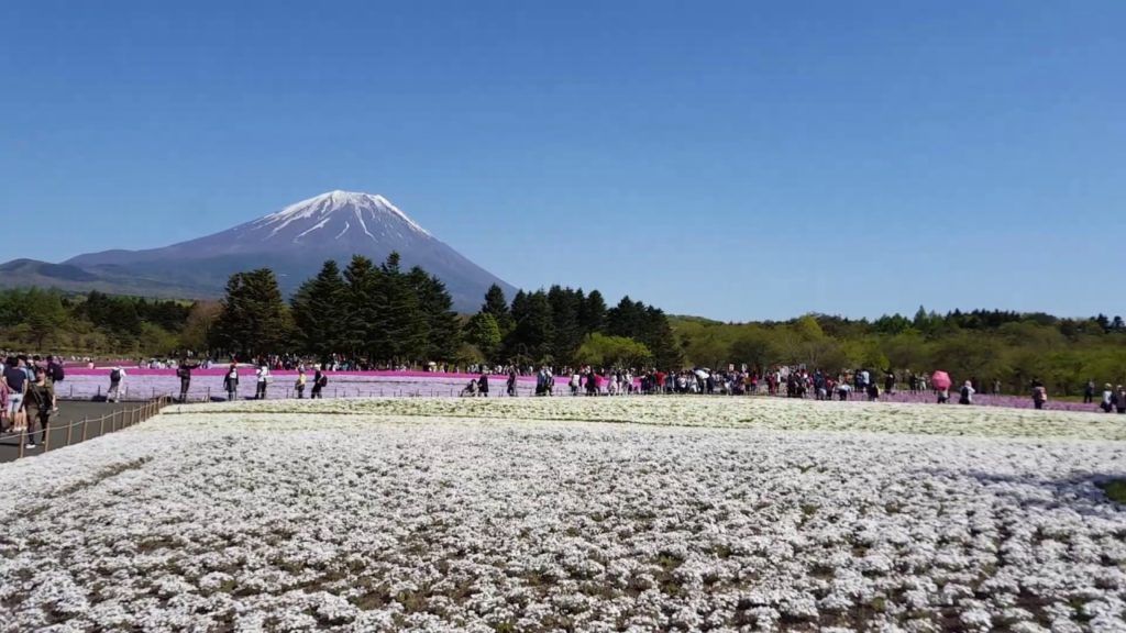 [MY TRIP] ASIA 2016. Amazingly beautiful Fuji Shibazakura Festival - Japan
