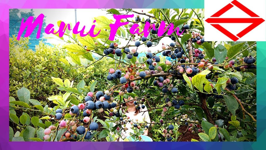 Blueberry Hunting | Marui Farm #YokohamaTravelVlog in Japan 2020 🇯🇵