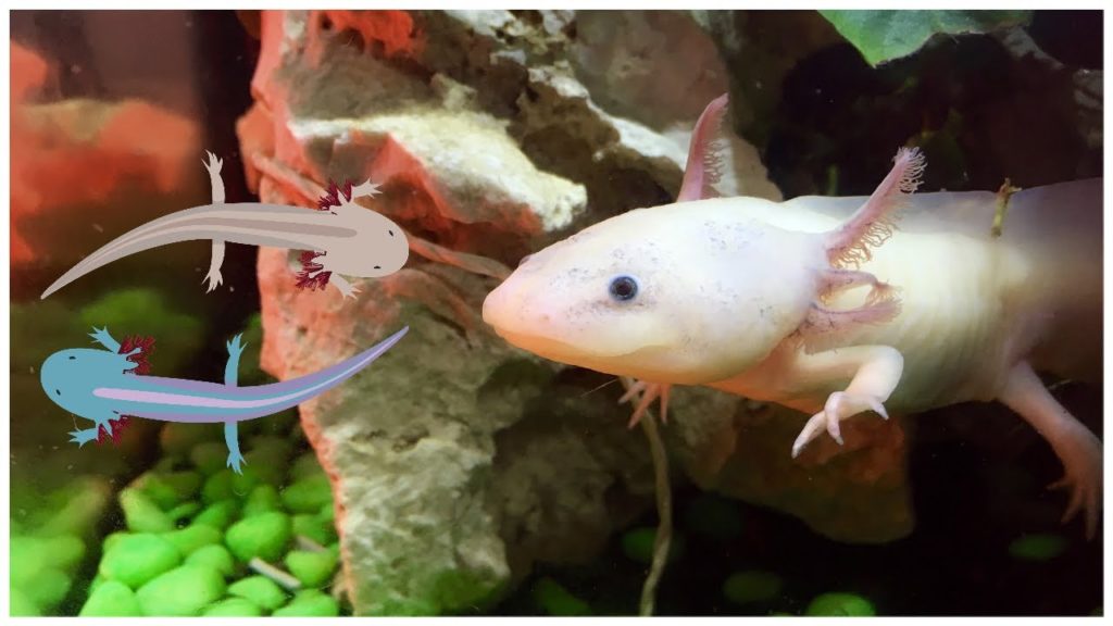 Strange Facts about very UNUSUAL CREATURE AXOLOTL | NATURES 4K | VIDEO