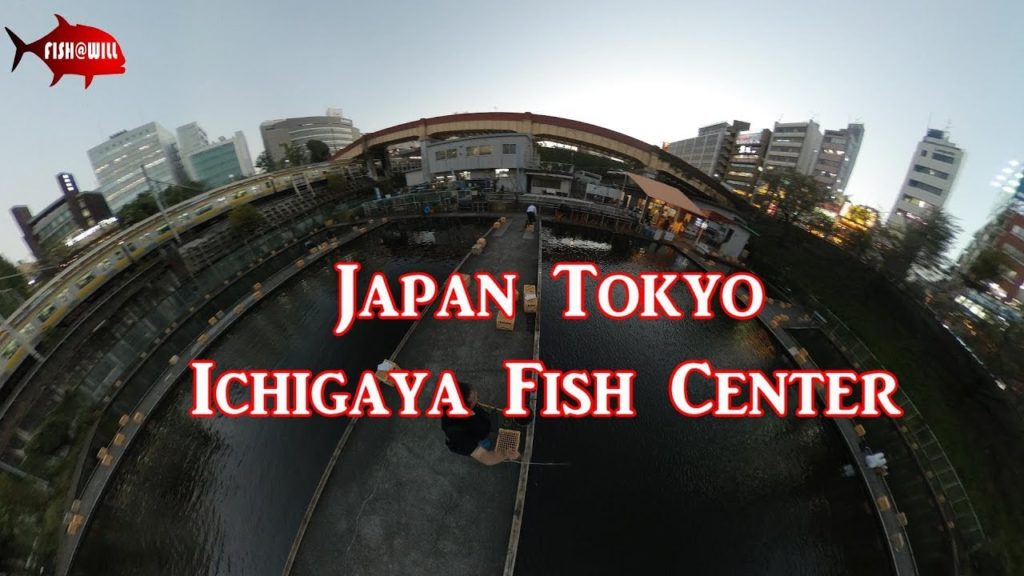 Tokyo Fishing - Ichigaya Fish Center