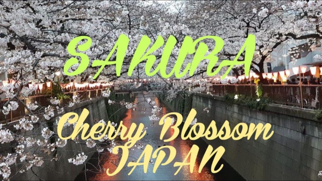 Sakura | Beautiful Cherry Blossom Meguro River Park | Tokyo | Japan | 2019 Sakura | Beautiful Cherry Blossom Meguro River Park | Tokyo | Japan | 2019