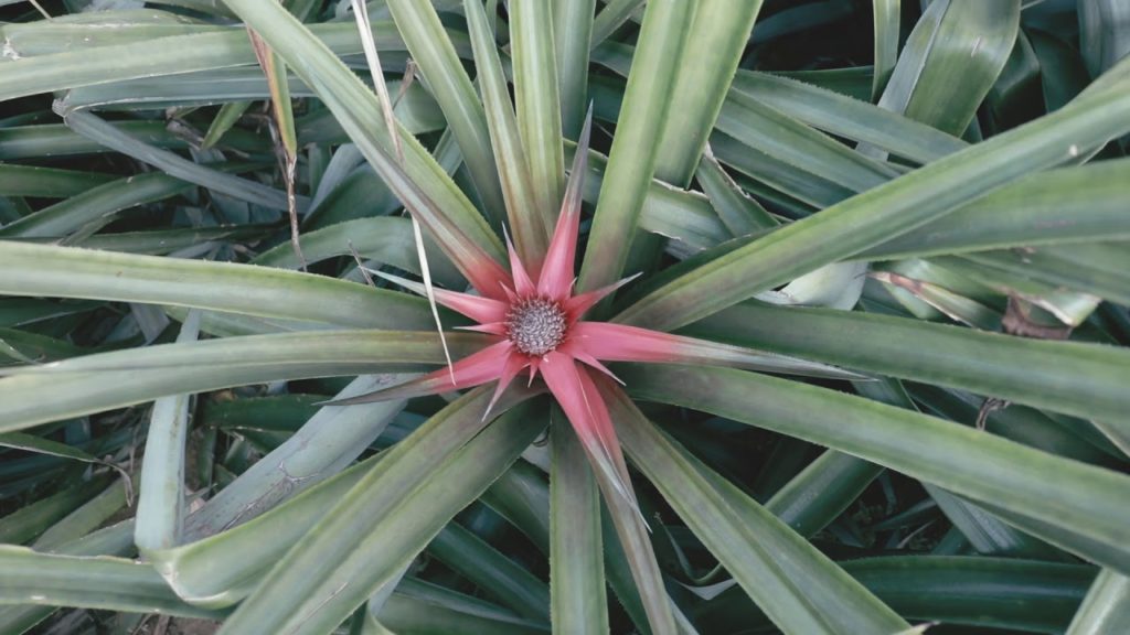 Cinematic【Fanfare】Iriomote/Taketomi, Okinawa, Japan