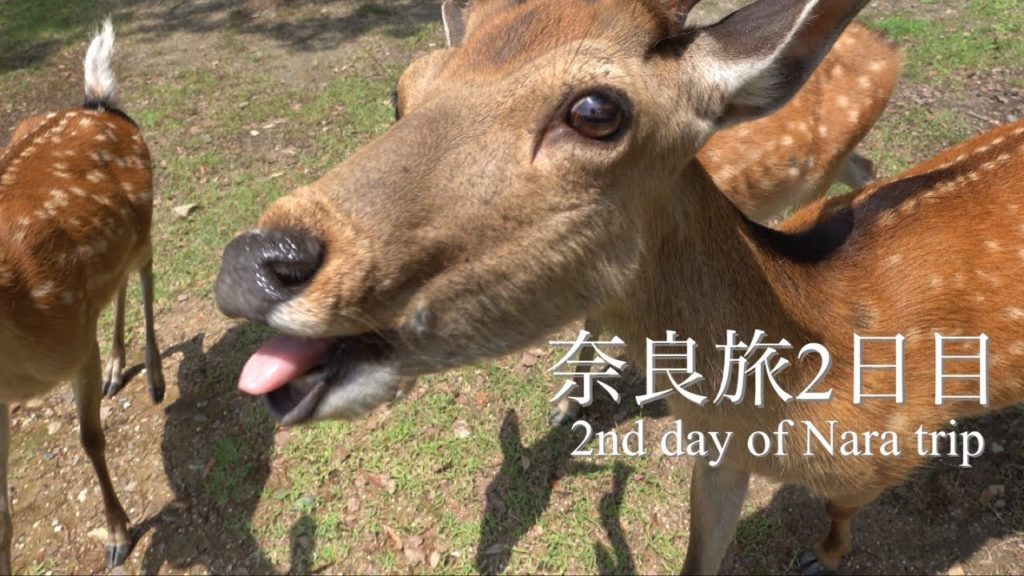 『旅』奈良２日目Solo trip Nara Day 2 |Kasuga Taisha||Gold fish museum