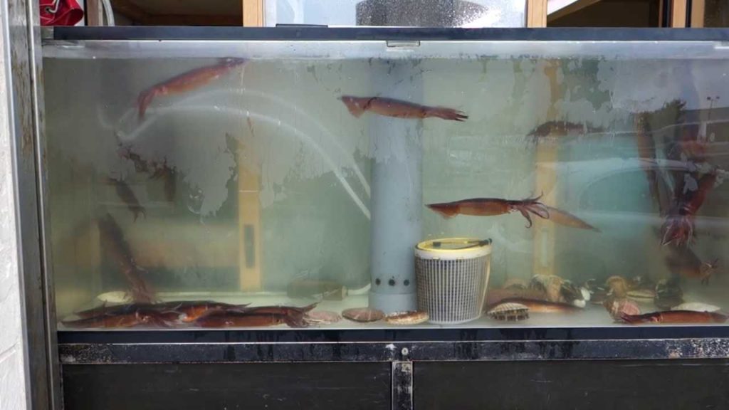 Squid at Hakodate Asaichi