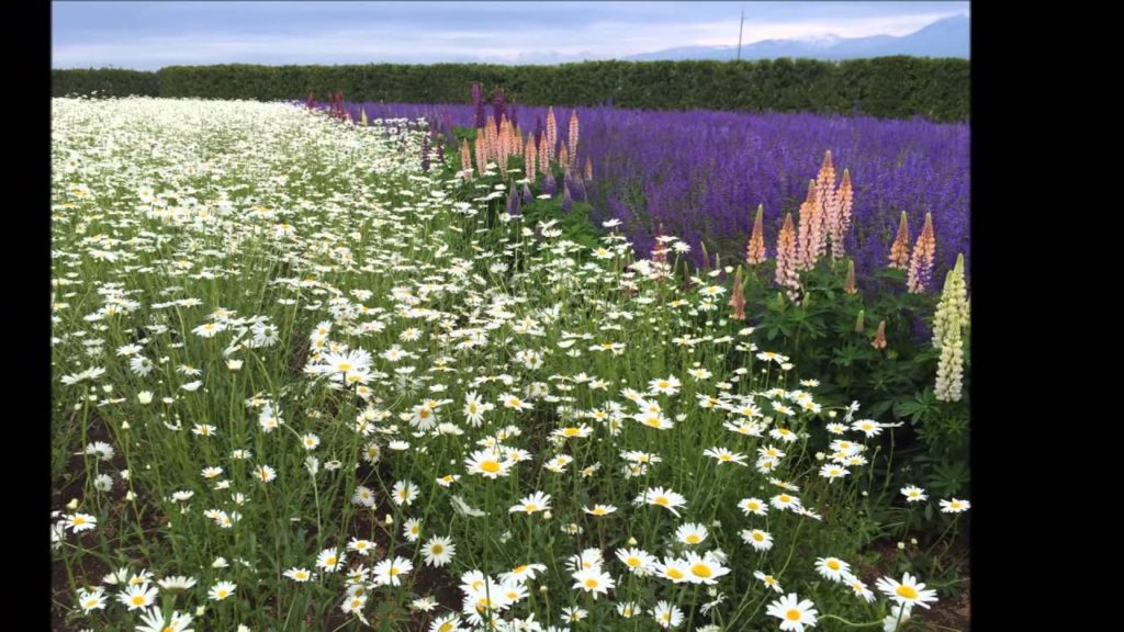 Trip To Hokkaido Day 3 Part 1/2