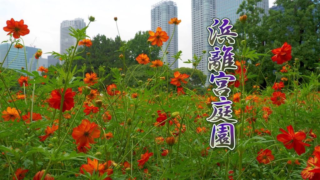 TOKYO. Golden Cosmos Flowers come out in the downtown area. #4K #浜離宮庭園