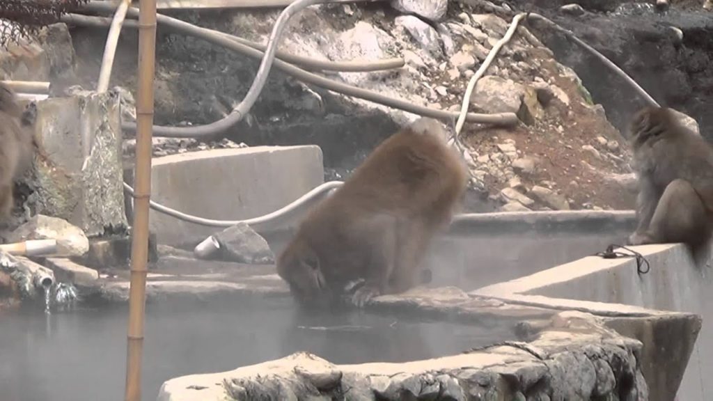 Day 5, Japan Trip, 20/11/2013, Trip to see the Snow Monkeys