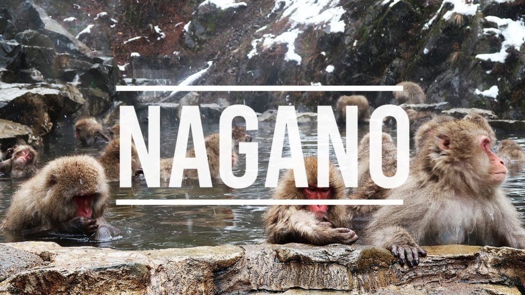 VEJA!!! JAPÃO: NAGANO – MACACOS DA NEVE VEJA!!! JAPÃO: NAGANO - MACACOS DA NEVE