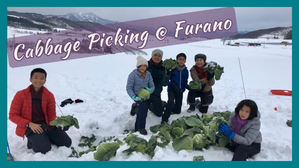 Cabbage Picking @Furano, Hokkaido!