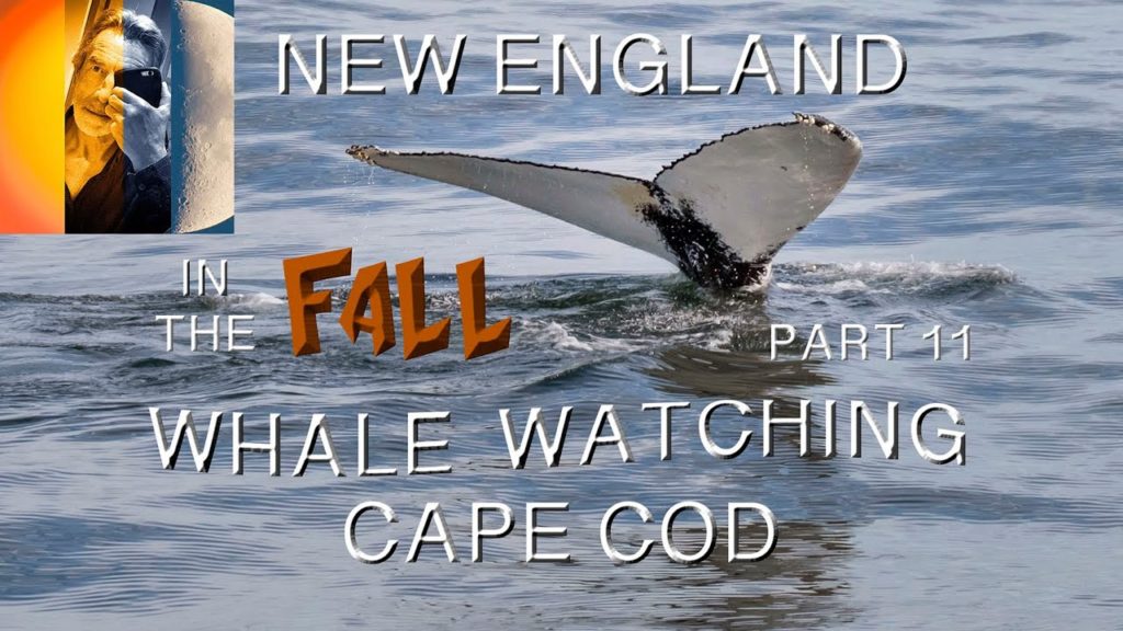 Cape Cod Barnstable Whale Watching Trip New England in the Fall