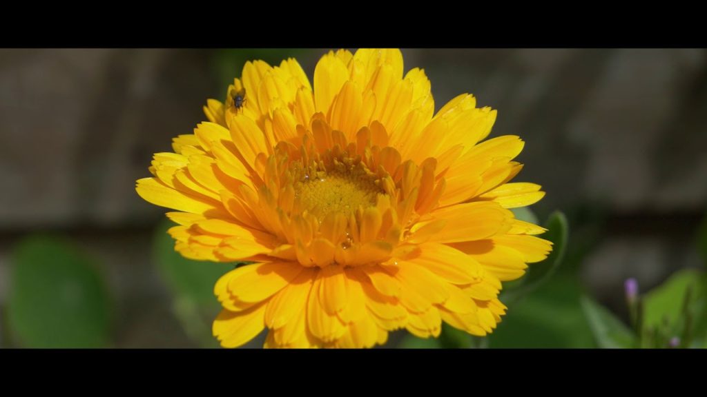 Summer Garden. Panasonic G9