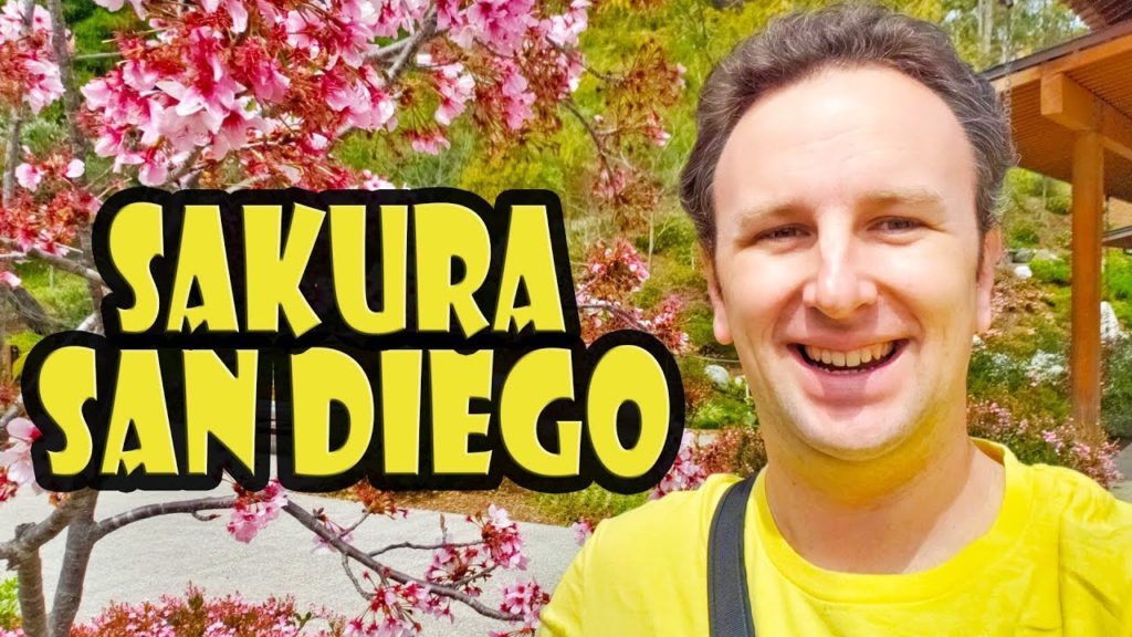 Cherry Blossoms in San Diego at Balboa Park's Japanese Garden