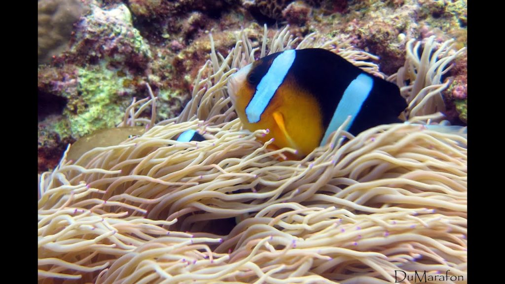 Diving in Maeda Misaki - Okinawa / Japan - Mergulho no Japão / Blue cave