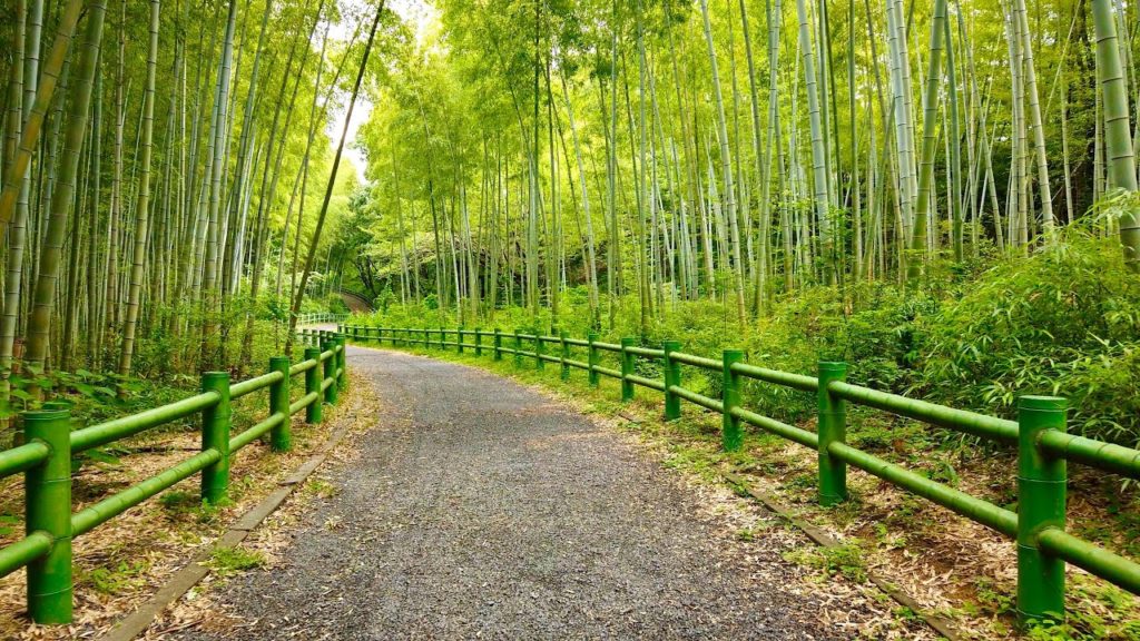 【4K】Relaxing Walk Through Bamboo Grove In Japan | ASMR