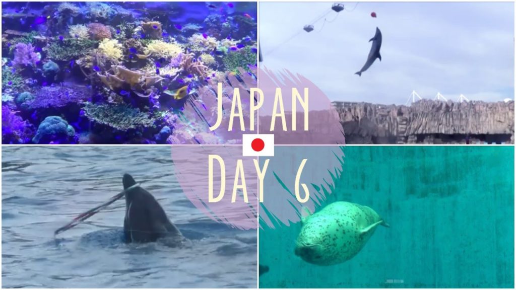 TRAVEL VLOG: Japan Day 6 - BEST DOLPHIN SHOW EVER!
