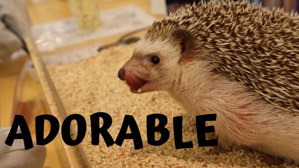 Japan has a Hedgehog Cafe! | Adorable Hedgehogs! | Huge New Mall In Japan | Hedgehog Cafe Vlog