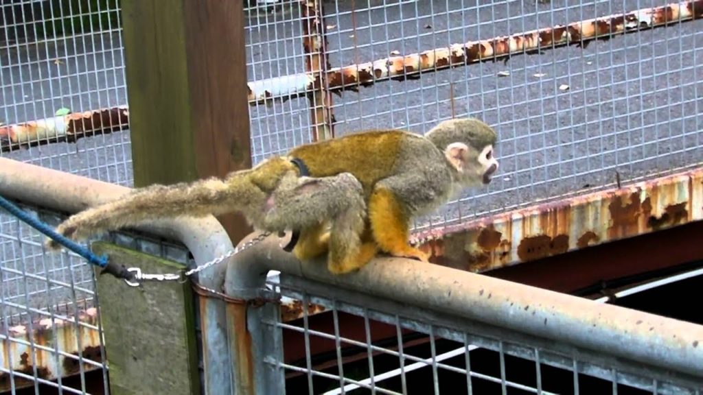 Monkey in Aso, Kumamoto, Japan
