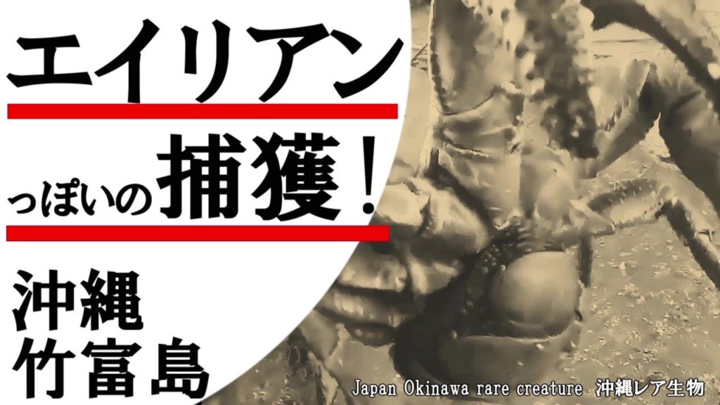 沖縄旅行観光・移住生活・石垣島・竹富島で見つける・激レア希少生物・リアルエイリアン捕獲！ヤシガニ・どう見ても例の映画のあれ！激しいバトルのその先に・!Rare creature crab＃２５