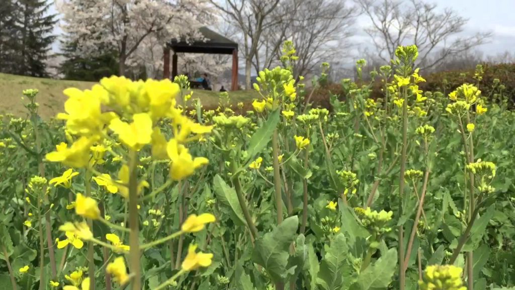 Flowers, Michinoku Lakeside Park, Shibata-gun, Miyagi, Sendai, Japan Flowers, Michinoku Lakeside Park, Shibata-gun, Miyagi, Sendai, Japan