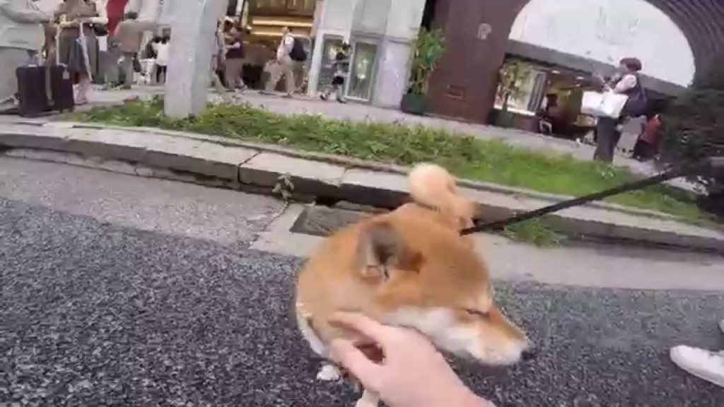 Travel Diary: Japan (Part Two) | Charlotte Yap